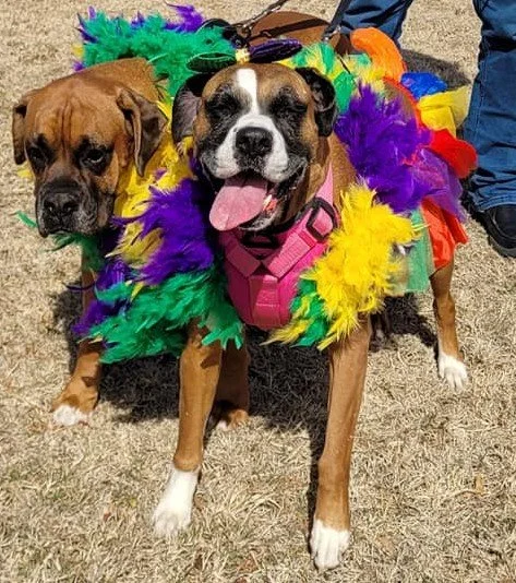 Two dogs, one boxer and one bulldog, wearing colorful feather boas at an outdoor event.