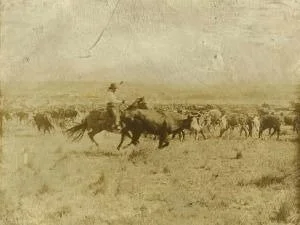 image of man on horse herding cattle
