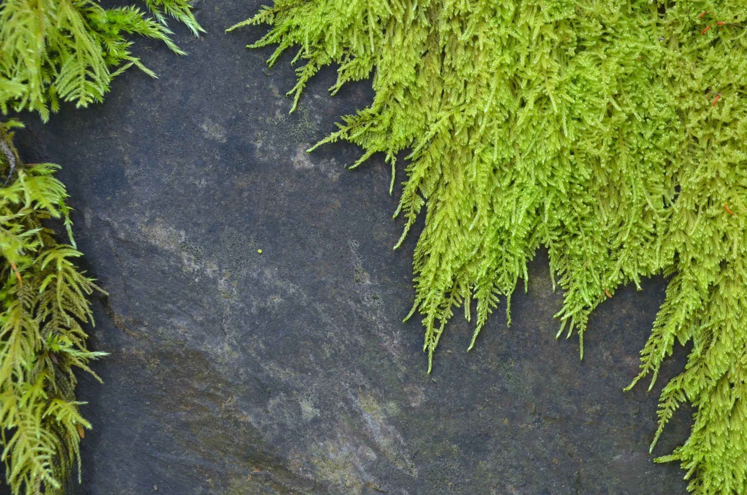 The Wisdom of Resistance 