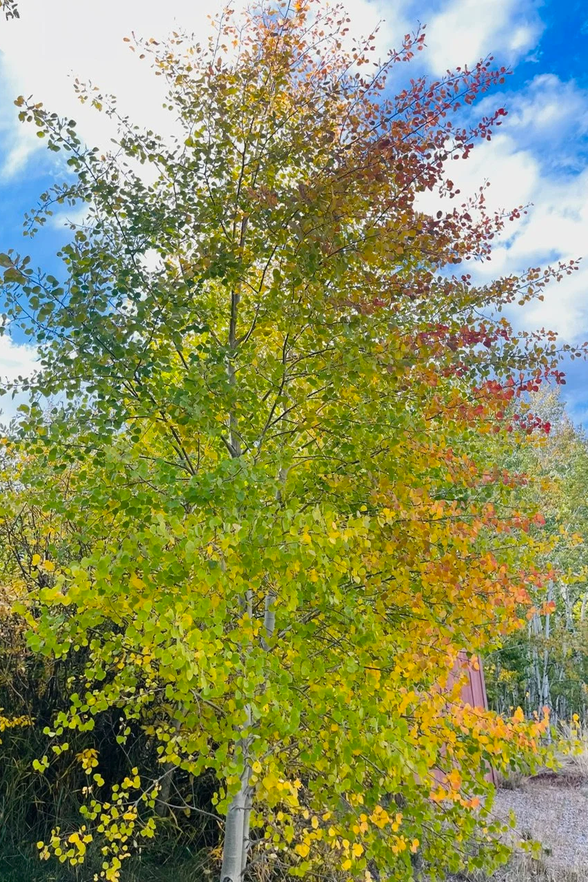 “A sanctuary lovingly crafted for growth, healing, and genuine human connection.”