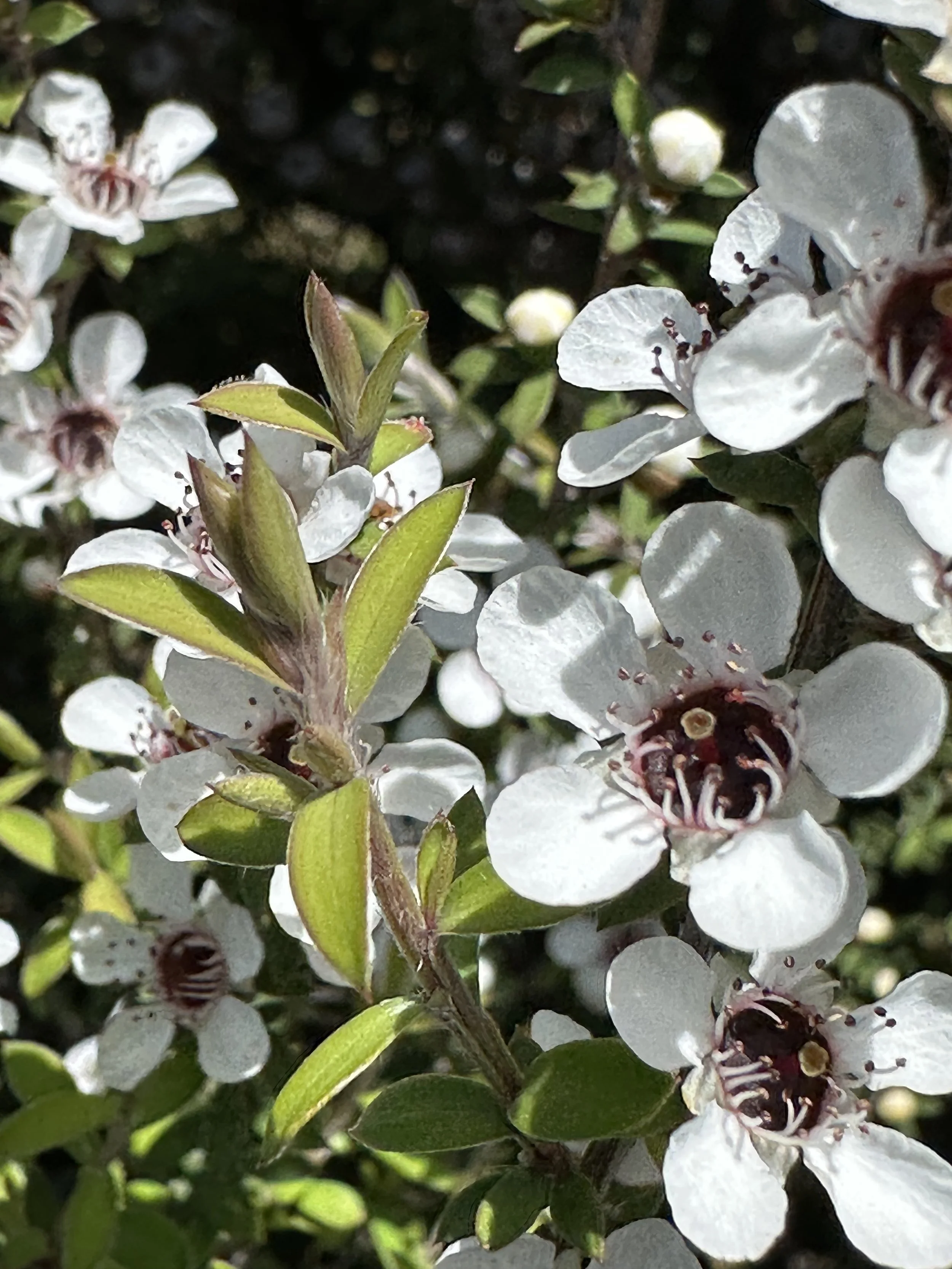 The Importance of the Mānuka Tree to Māori: A Taonga of Culture &amp; Healing