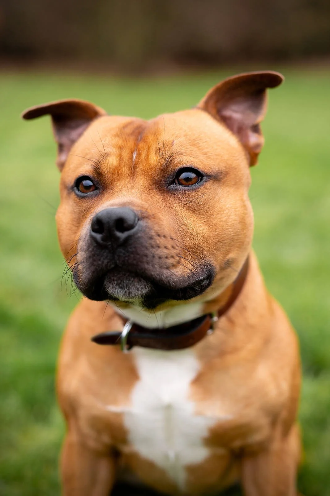 HBuxton Photo Staffy Portrait Outdoors Photography.jpg