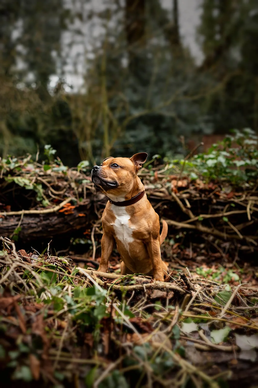 HBuxton Photo Staffy Outdoor Dog Photography.jpg