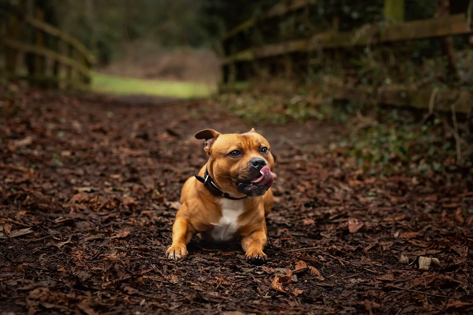 HBuxton Photo Billy Outdoor Dog Photography.jpg