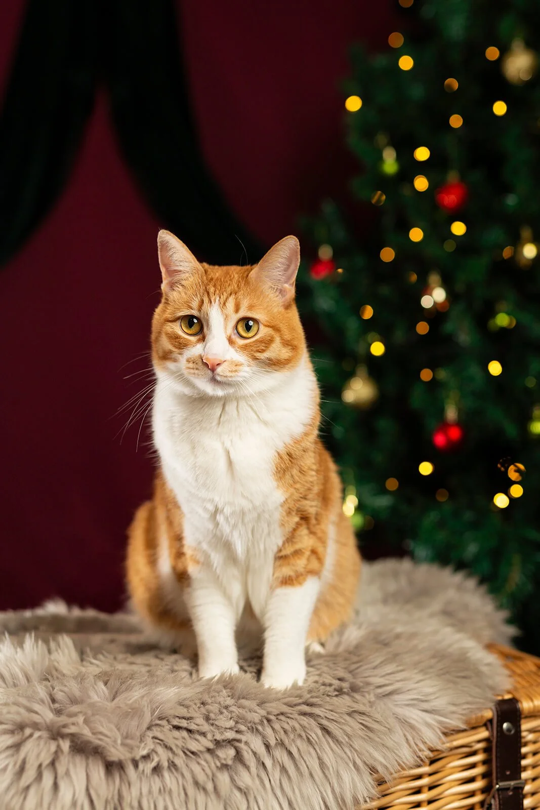 HBuxton Photo Ginger Cat Photography.jpg