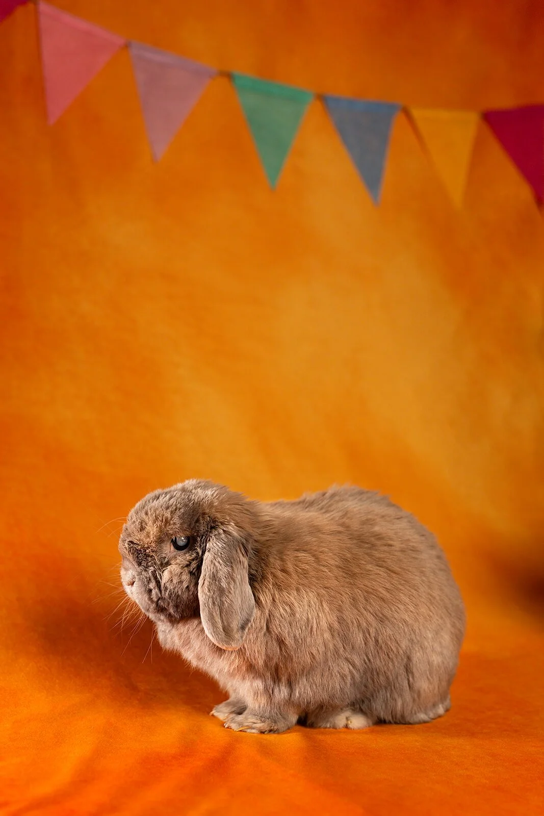 HBuxton Photo Coffee Rabbit Portrait Photography.jpg