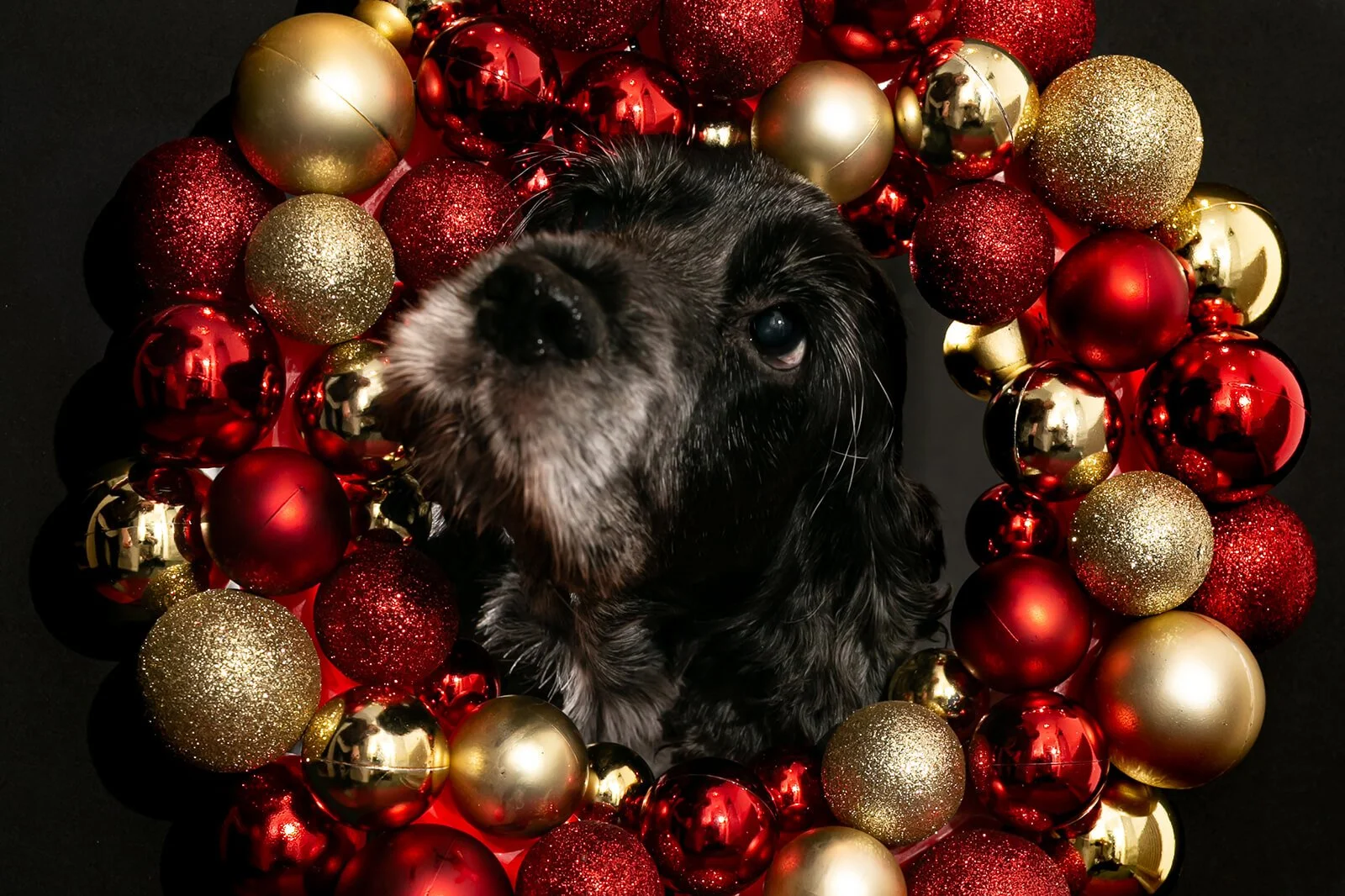 HBuxton Photo Spaniel Dog Wreath Photography.jpg