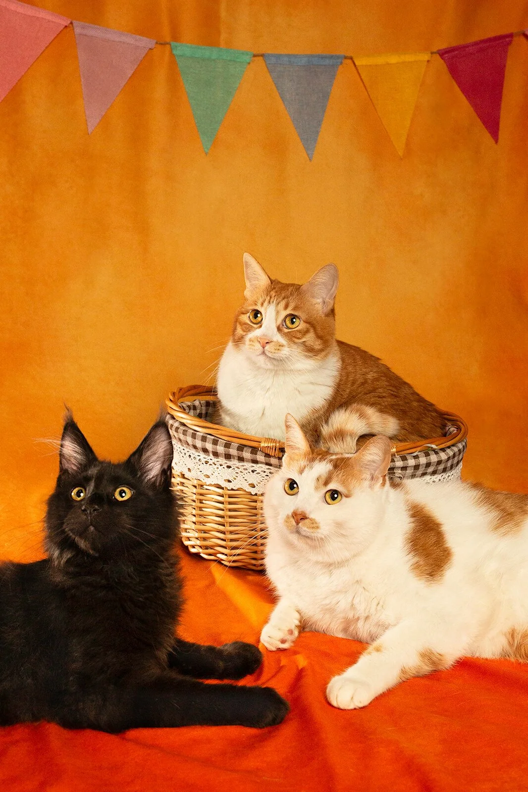 HBuxton Photo Cat Photography.jpg