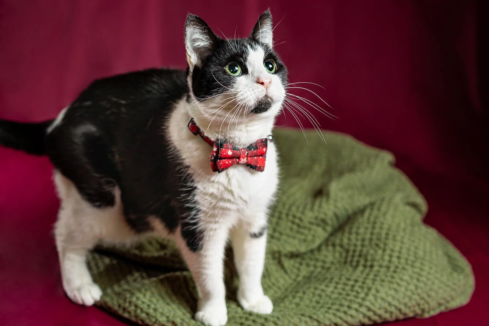 HBuxton Photo Mimi Cat Christmas Photography.jpg