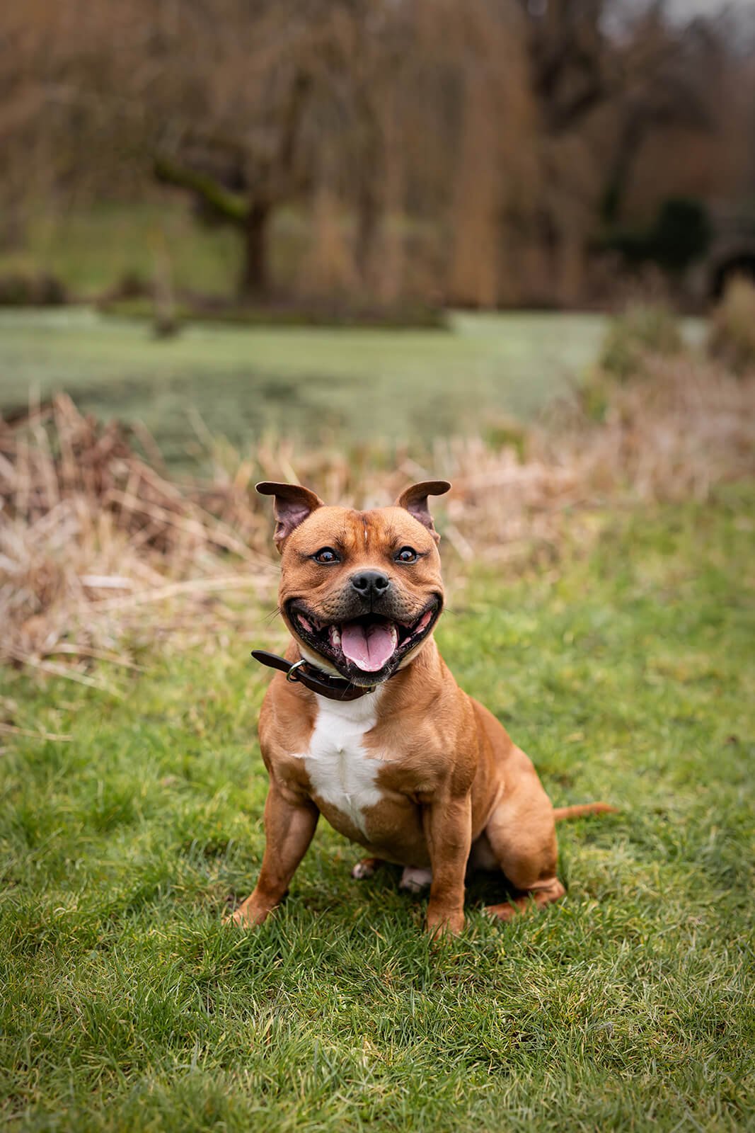 HBuxton Photo Staffy Terrier Portrait Photography.jpg