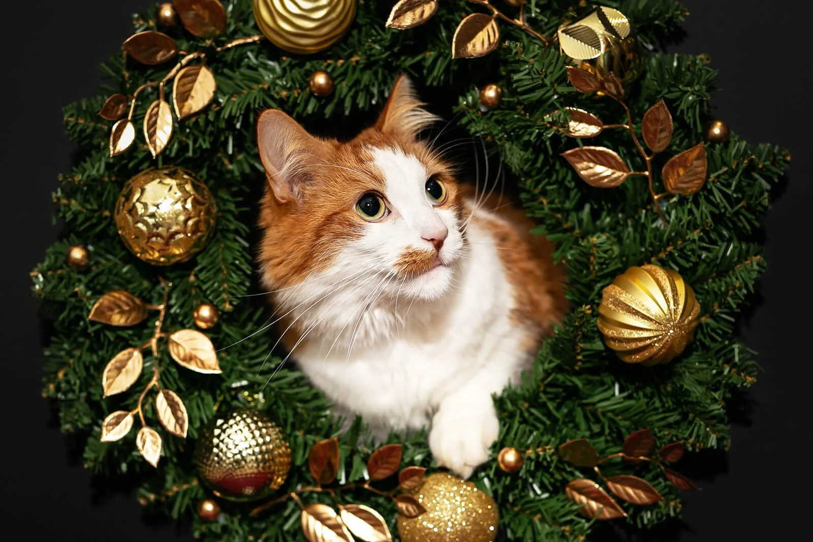 HBuxton Photo Maine Coon Cat Wreath Photography.jpg
