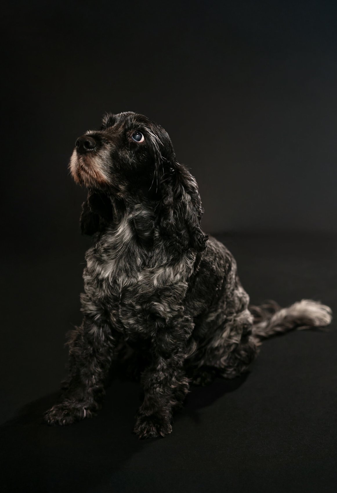 HBuxton Photo Bella Dog Photography.jpg