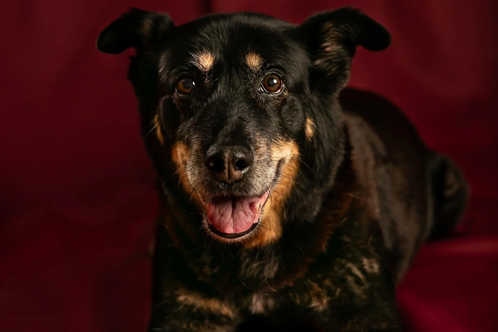 HBuxton Photo Rescue Dog Portrait Photography.jpg