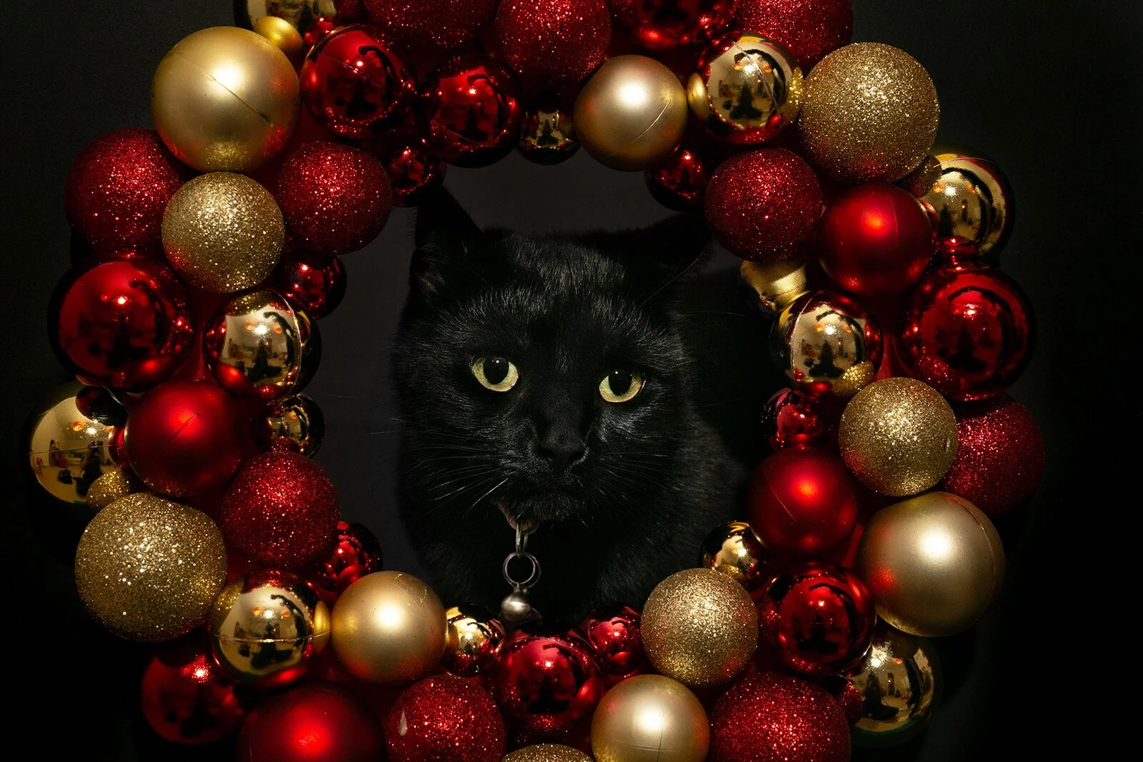 HBuxton Photo Black Cat Wreath Photography.jpg