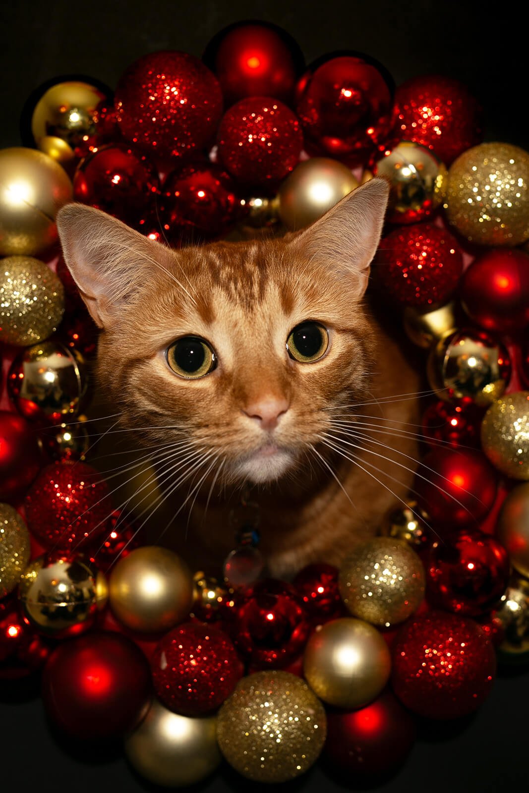HBuxton Photo Ginger Cat Wreath Christmas Photography.jpg