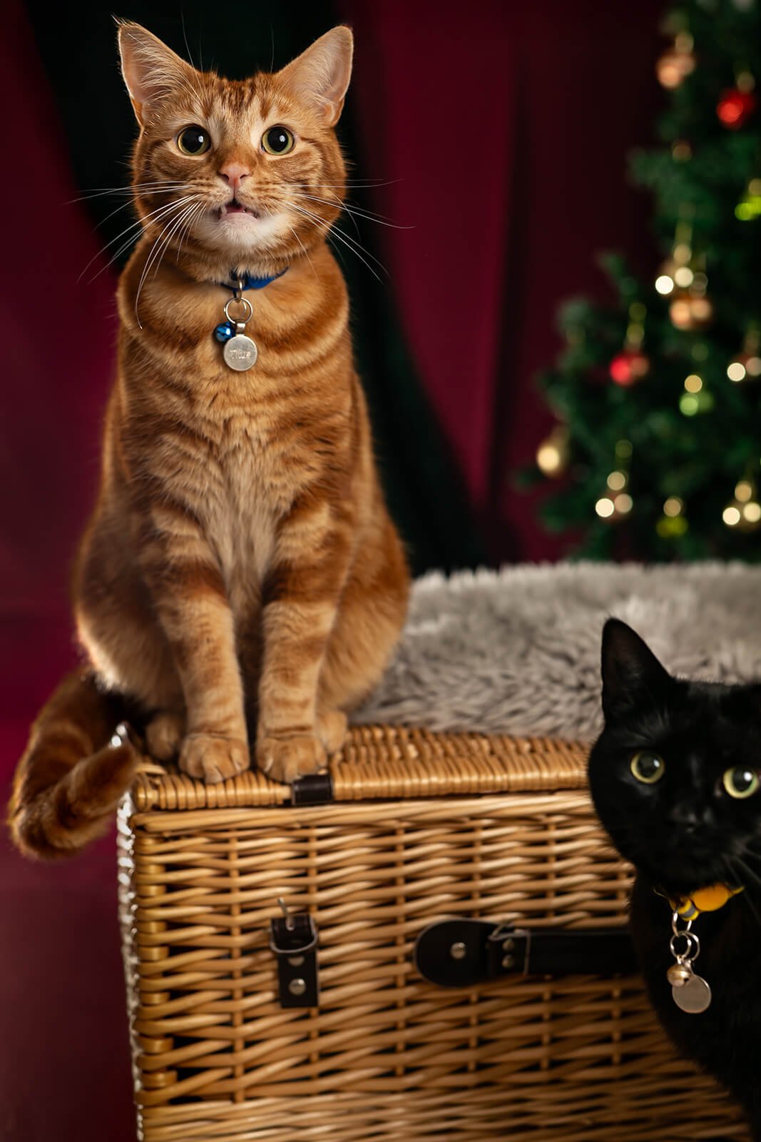 HBuxton Photo Sibling Cat Christmas Photography.jpg