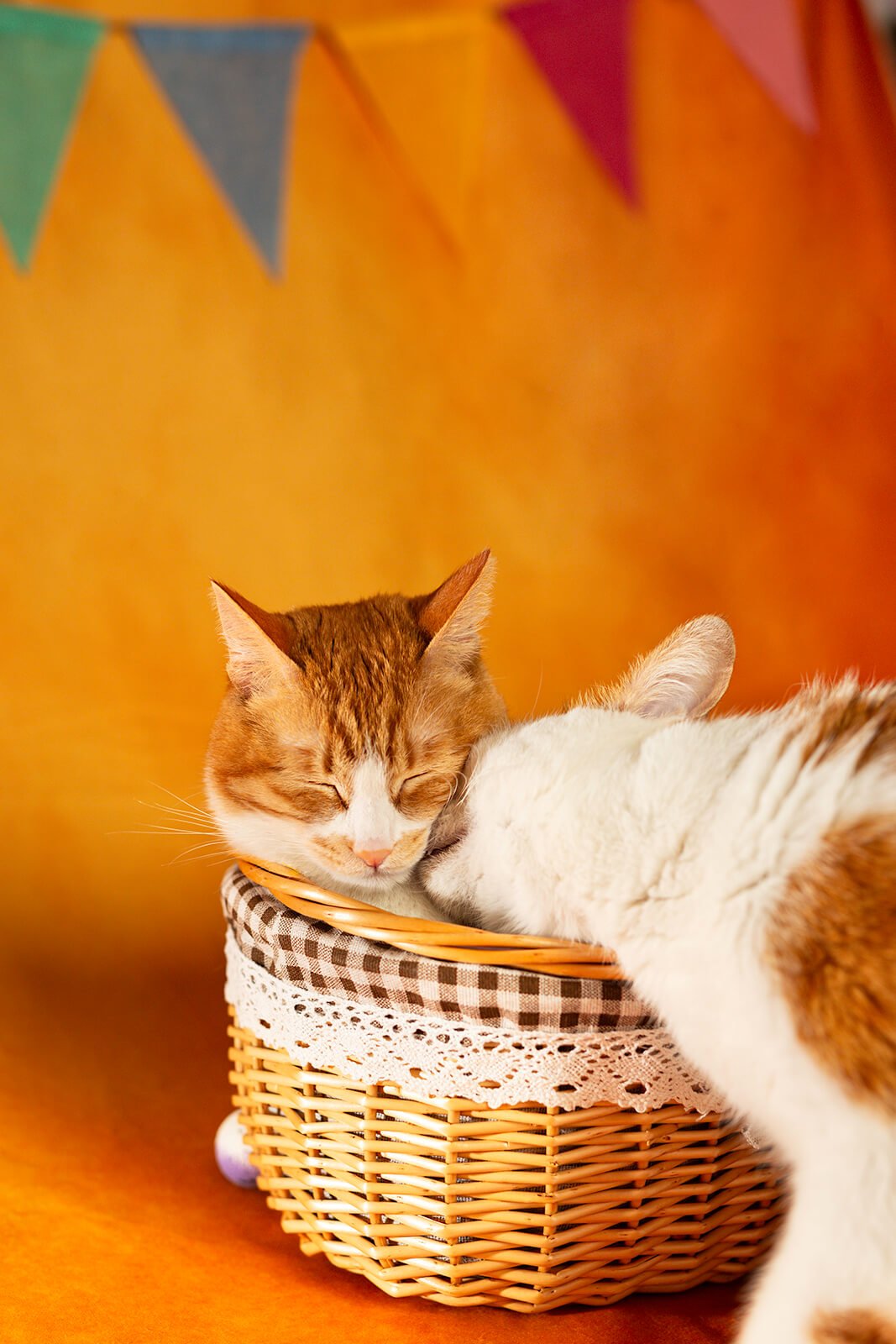 HBuxton Photo Sibling Cat Photography.jpg