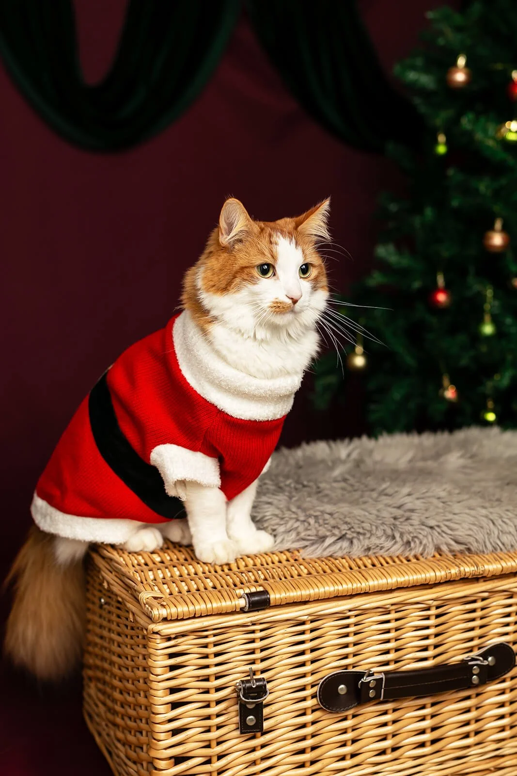 HBuxton Photo Maine Coon Cat Christmas Photography.jpg