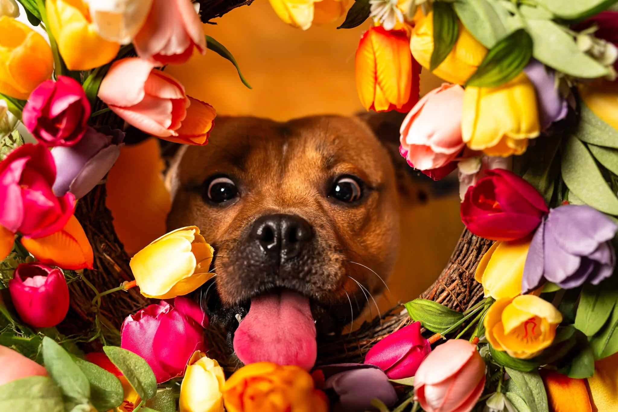 HBuxton Photo pet photography.jpg