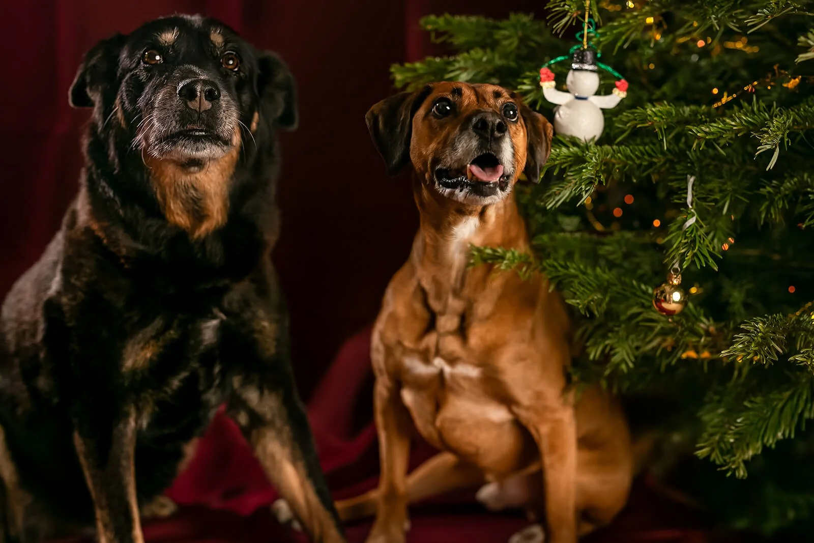 HBuxton Photo Rescue Dog Christmas Photography.jpg