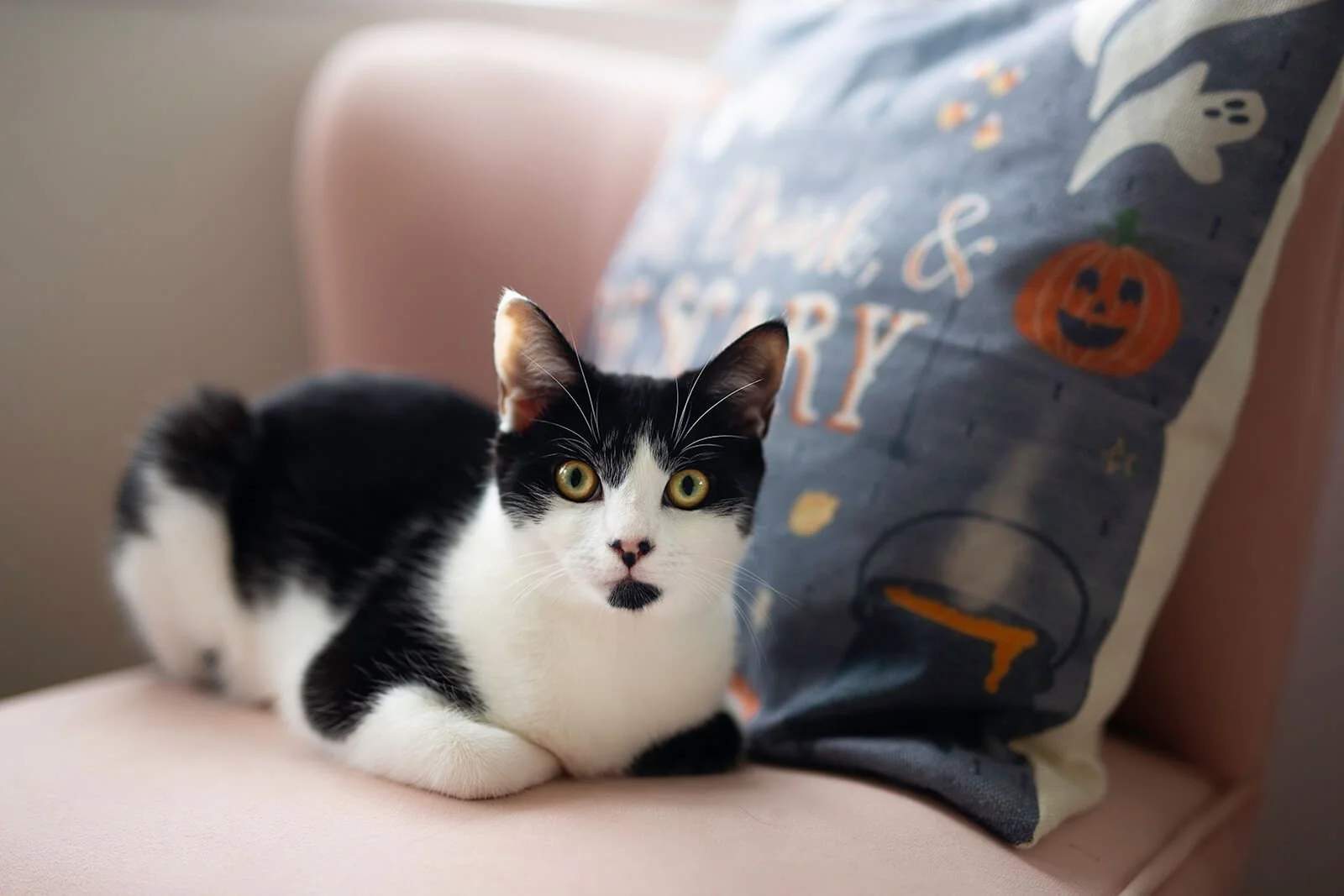 HBuxton Photo Katy Cat Photography.jpg