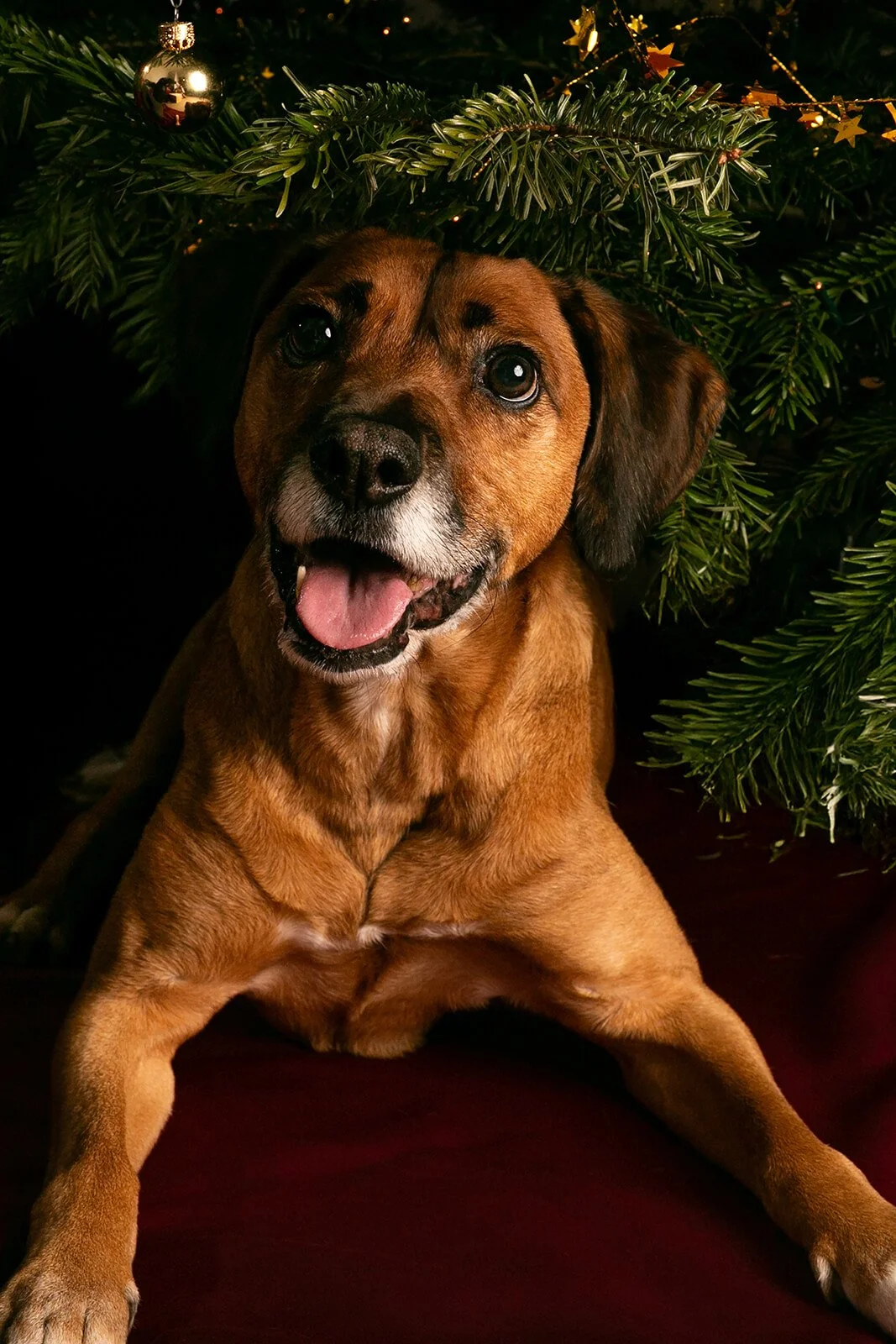 HBuxton Photo Dante Dog Photography.jpg