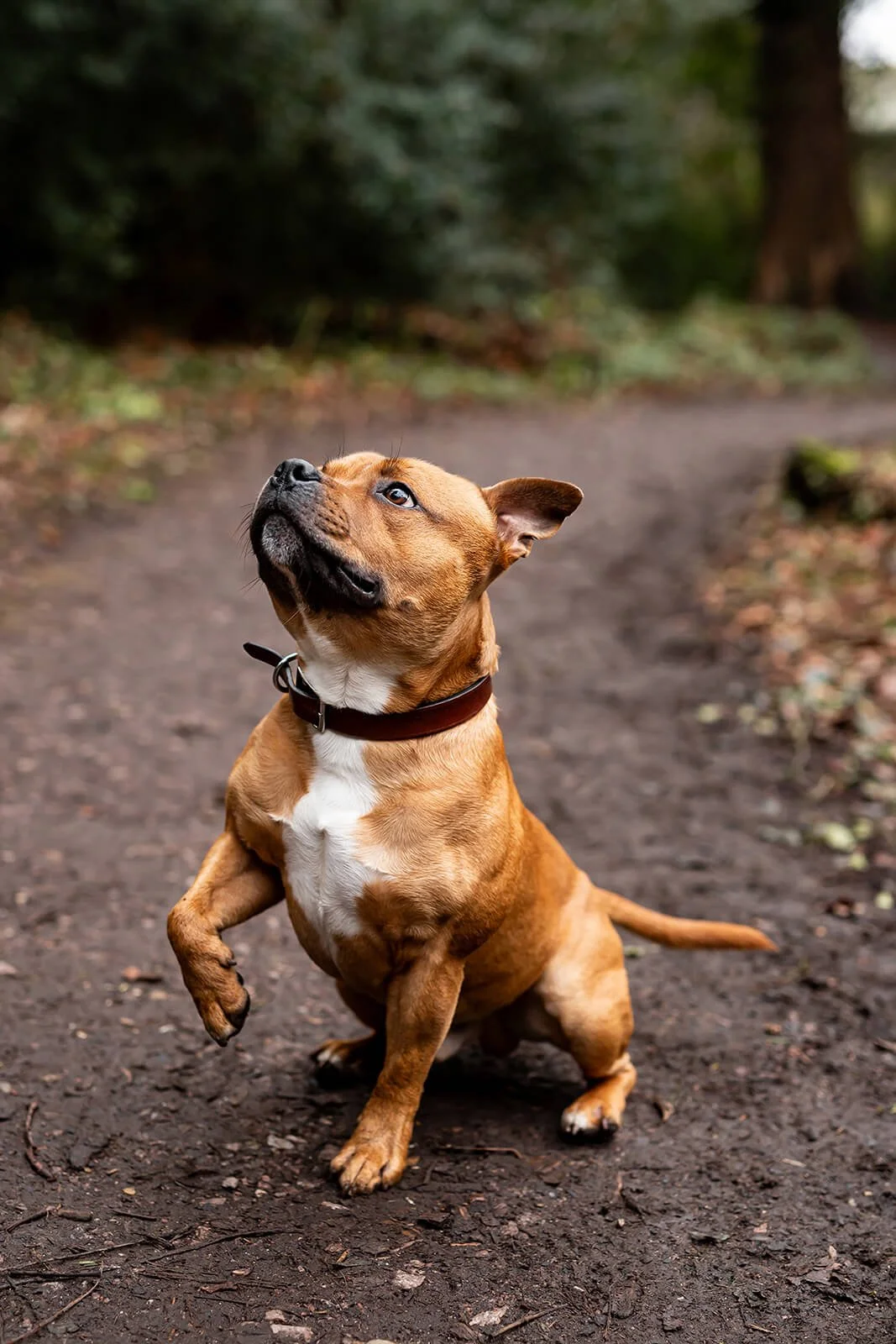 HBuxton Photo Staffy Dog Trick Photography.jpg