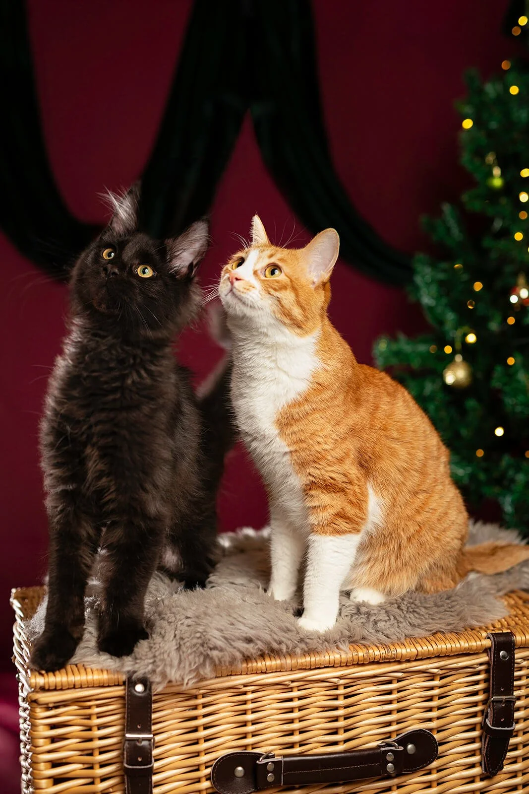 HBuxton Photo Bram Cat Christmas Photography.jpg