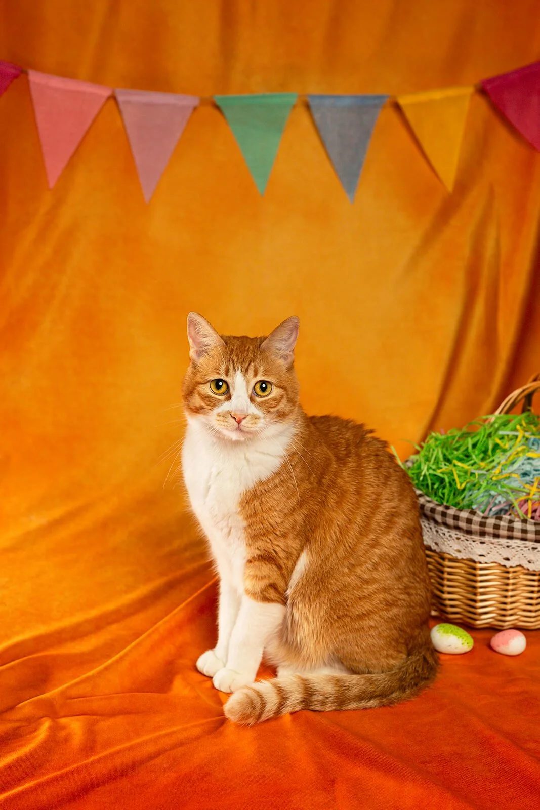 HBuxton Photo Ginger Cat Colourful Photography.jpg
