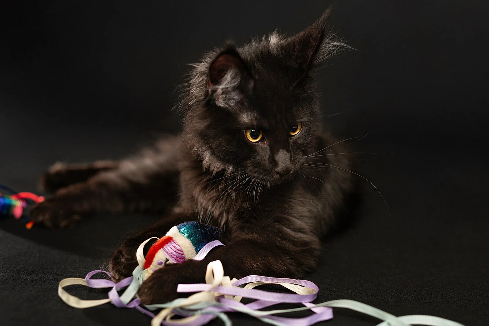 HBuxton Photo Bram Cat Playing Photography.jpg