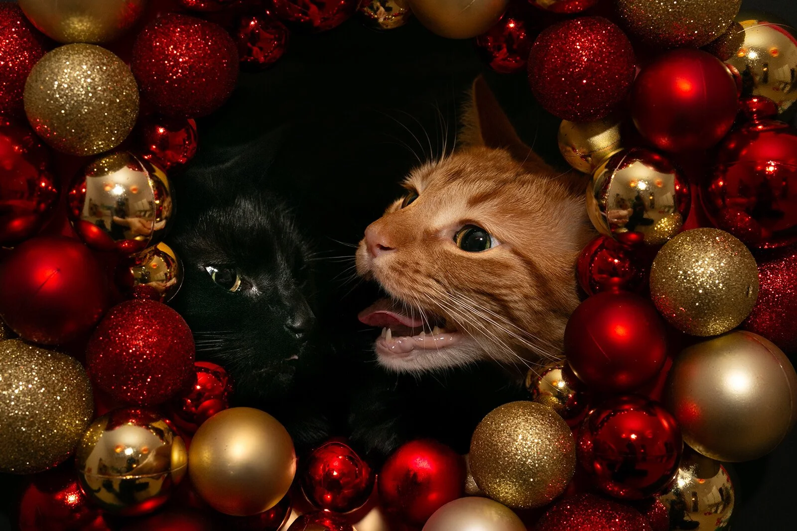 HBuxton Photo Sibling Cat Wreath Photography.jpg