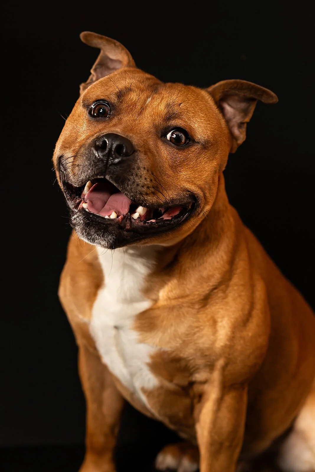 HBuxton Photo Staffy Dog Portrait Photography.jpg