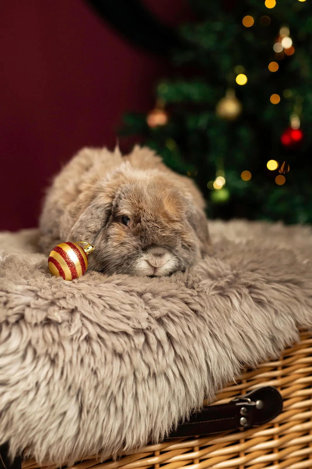 HBuxton Photo Coffee Rabbit Photography.jpg