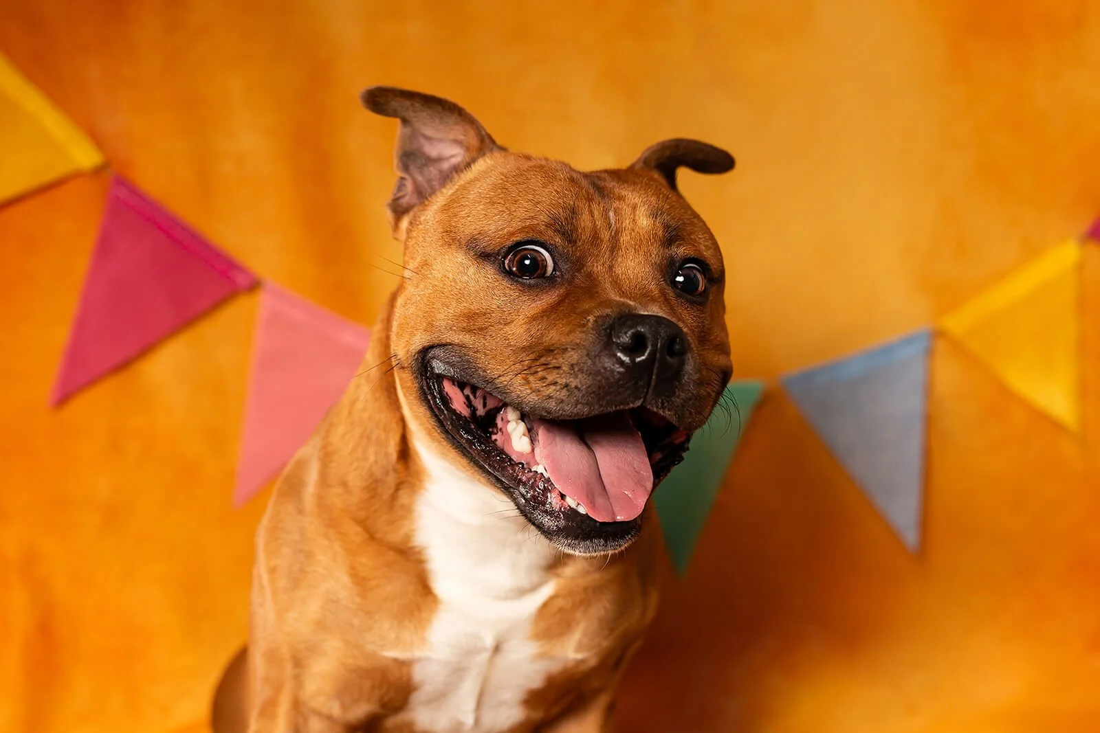 HBuxton Photo Staffy Dog Easter Portrait Photography.jpg
