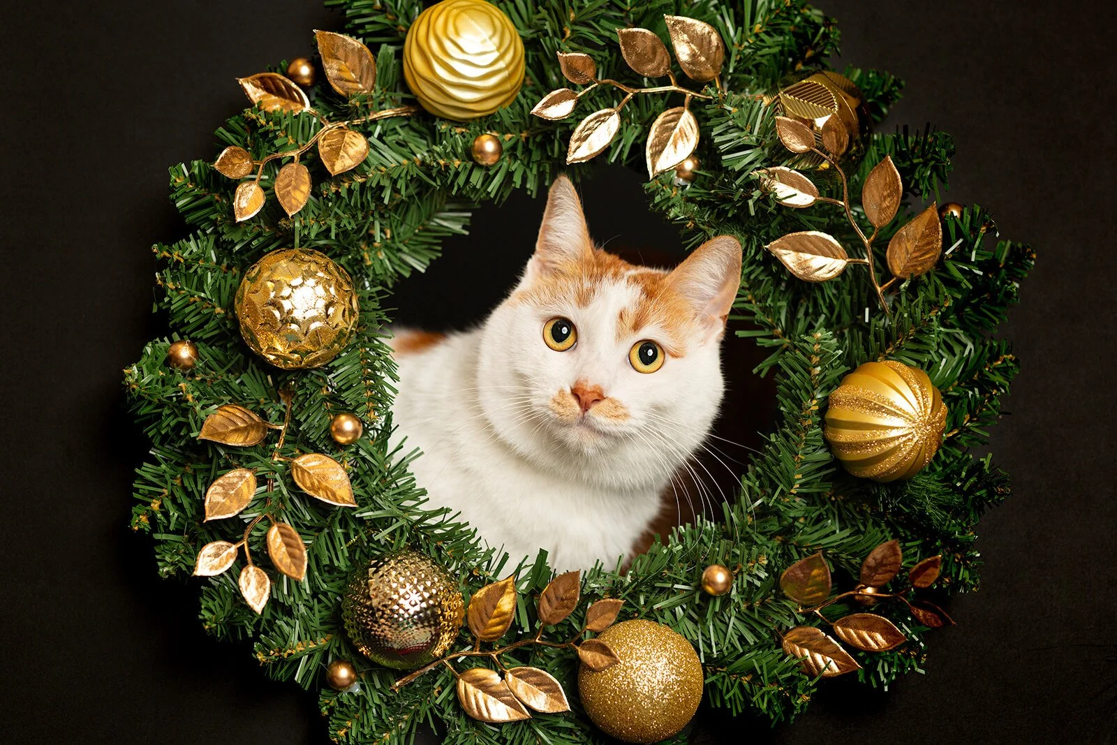 HBuxton Photo White Cat Photography.jpg