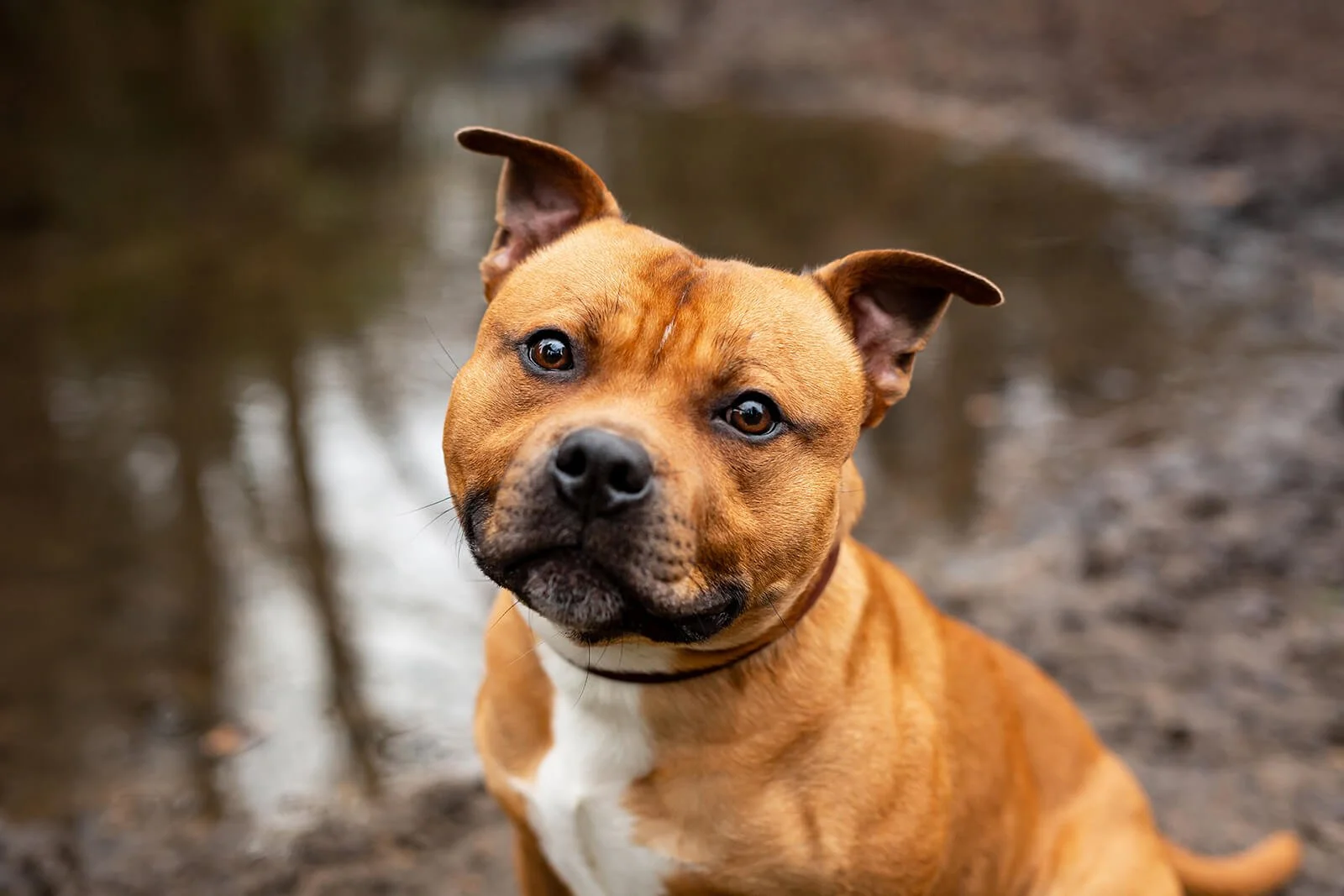 HBuxton Photo Staffordshire Bull Terrier Photography.jpg