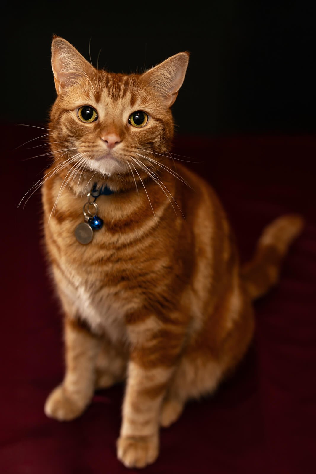 HBuxton Photo Ginger Cat Portrait Photography.jpg