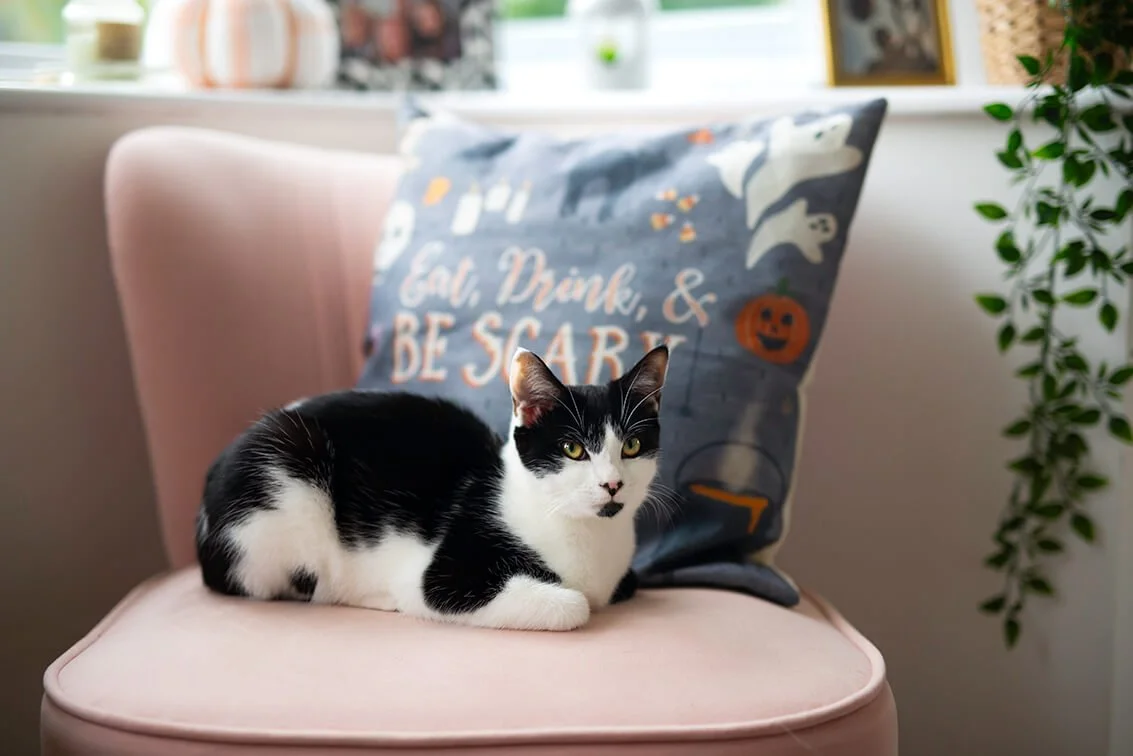 HBuxton Photo Tuxedo Cat Lifestyle Photography.jpg