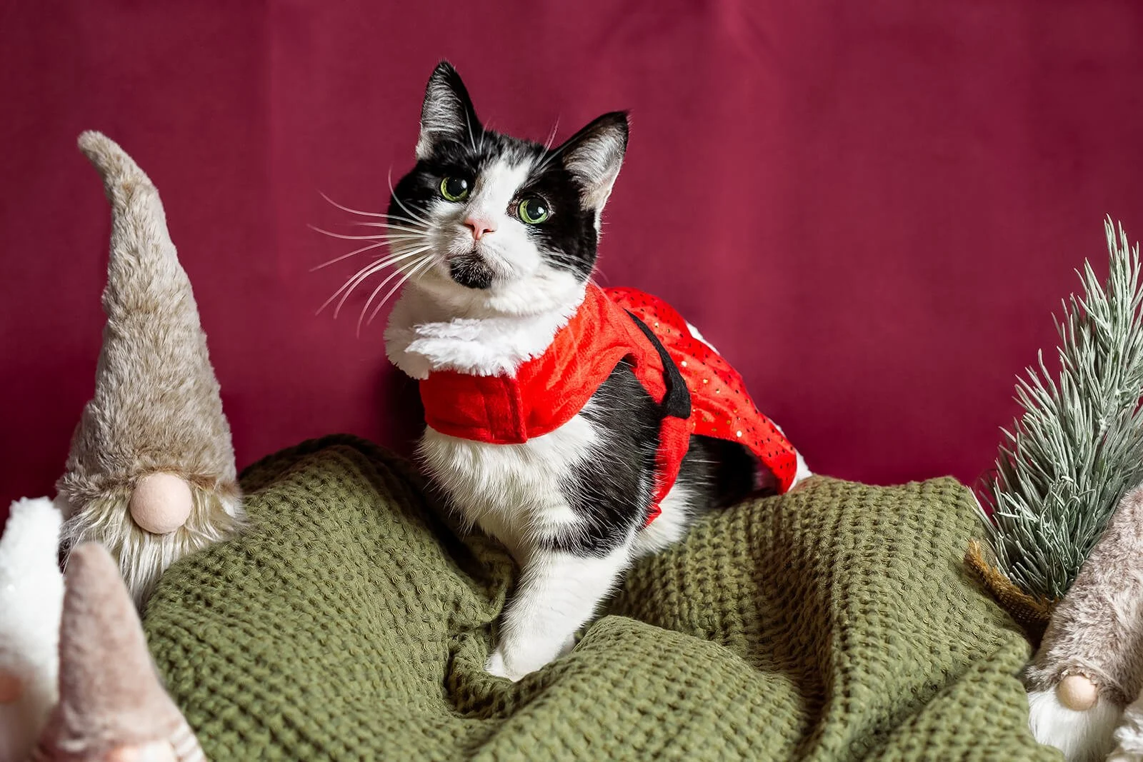 HBuxton Photo Tuxedo Cat Christmas Photography.jpg