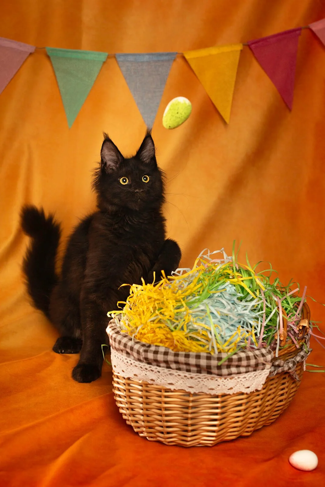 HBuxton Photo Black Cat Colourful Photography.jpg