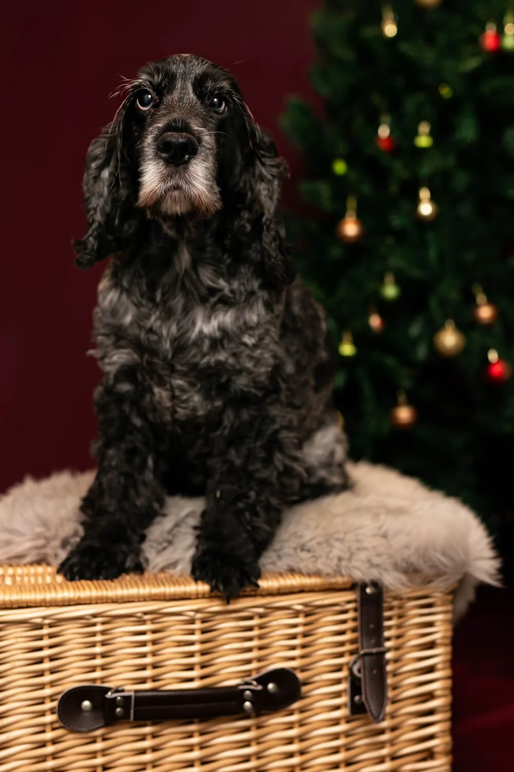 HBuxton Photo Spaniel Dog Christmas Photography.jpg
