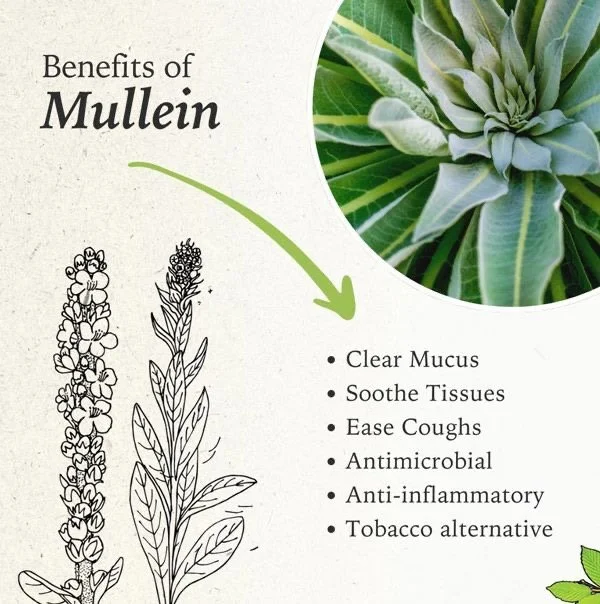 The Health Benefits of Mullein: A Natural Remedy for Wellness