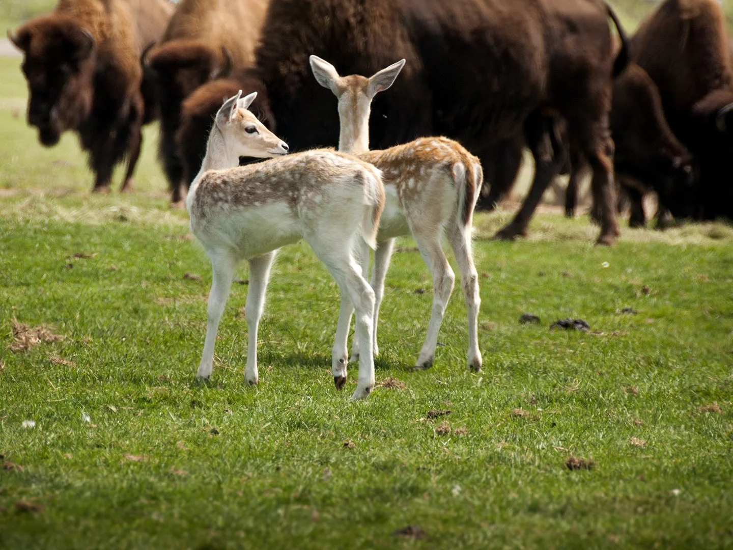 Two young fawns standing close together in a field of large bison — small, gentle, navigating a world of bigger forces. A visual metaphor for self-erasure in relationships.