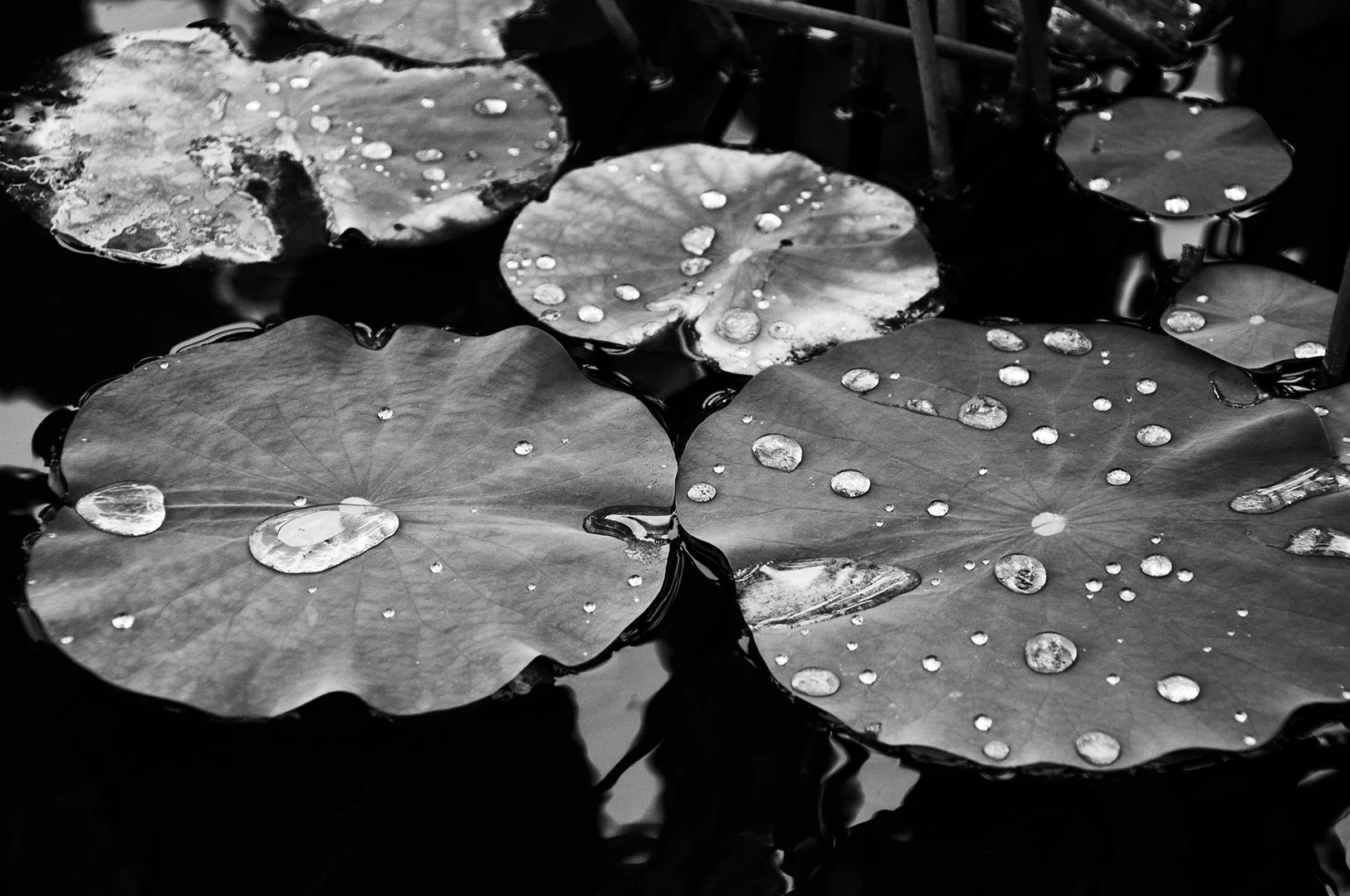 Lily pads with water droplets beading on the dark surface in black and white, water touching but not penetrating. A visual metaphor for what happens when repair during conflict cannot quite land in C-PTSD.