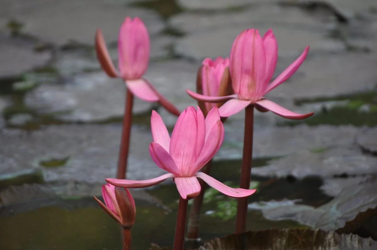 Pink water lilies emerging from still water, symbolizing healing beneath the surface — image by Dr. Gulshan N. Salim, trauma psychologist in New York.