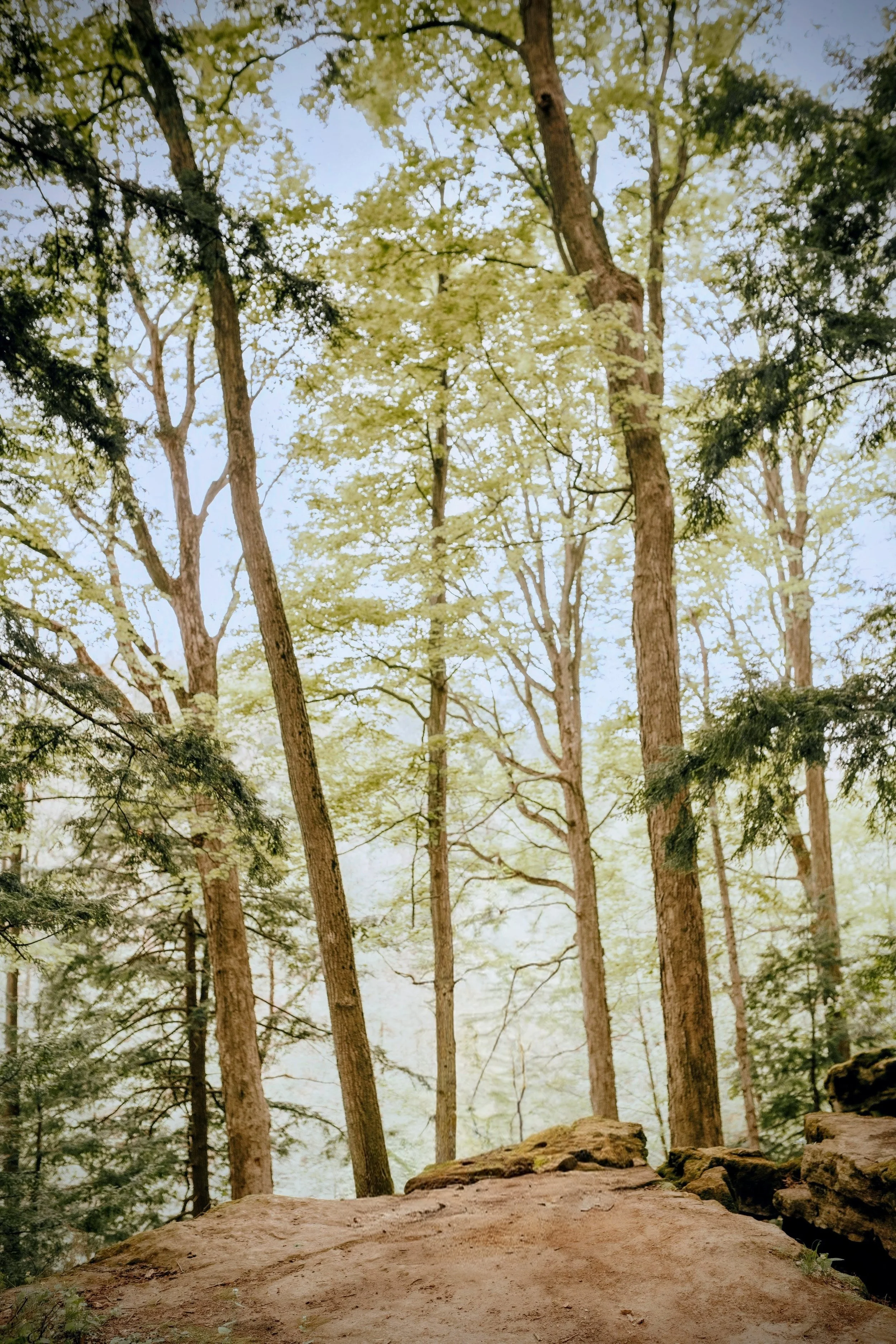 A view of tall trees with green leaves in a forest and a dirt trail or path in the foreground.