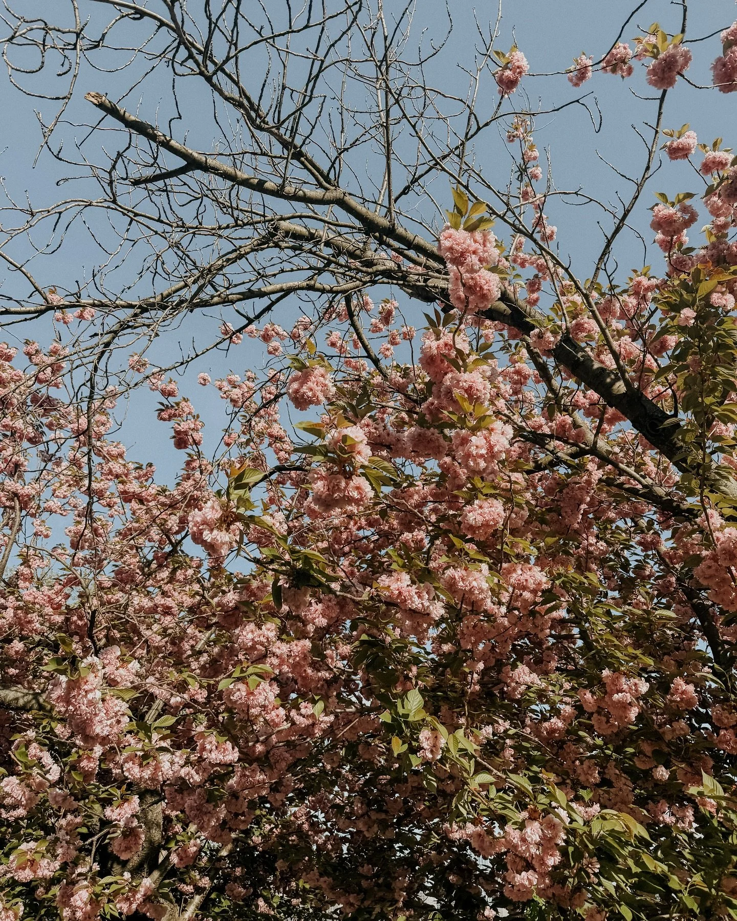 getting close to launching ☀️ make sure you&rsquo;re signed up for email notifications! ✨🍋