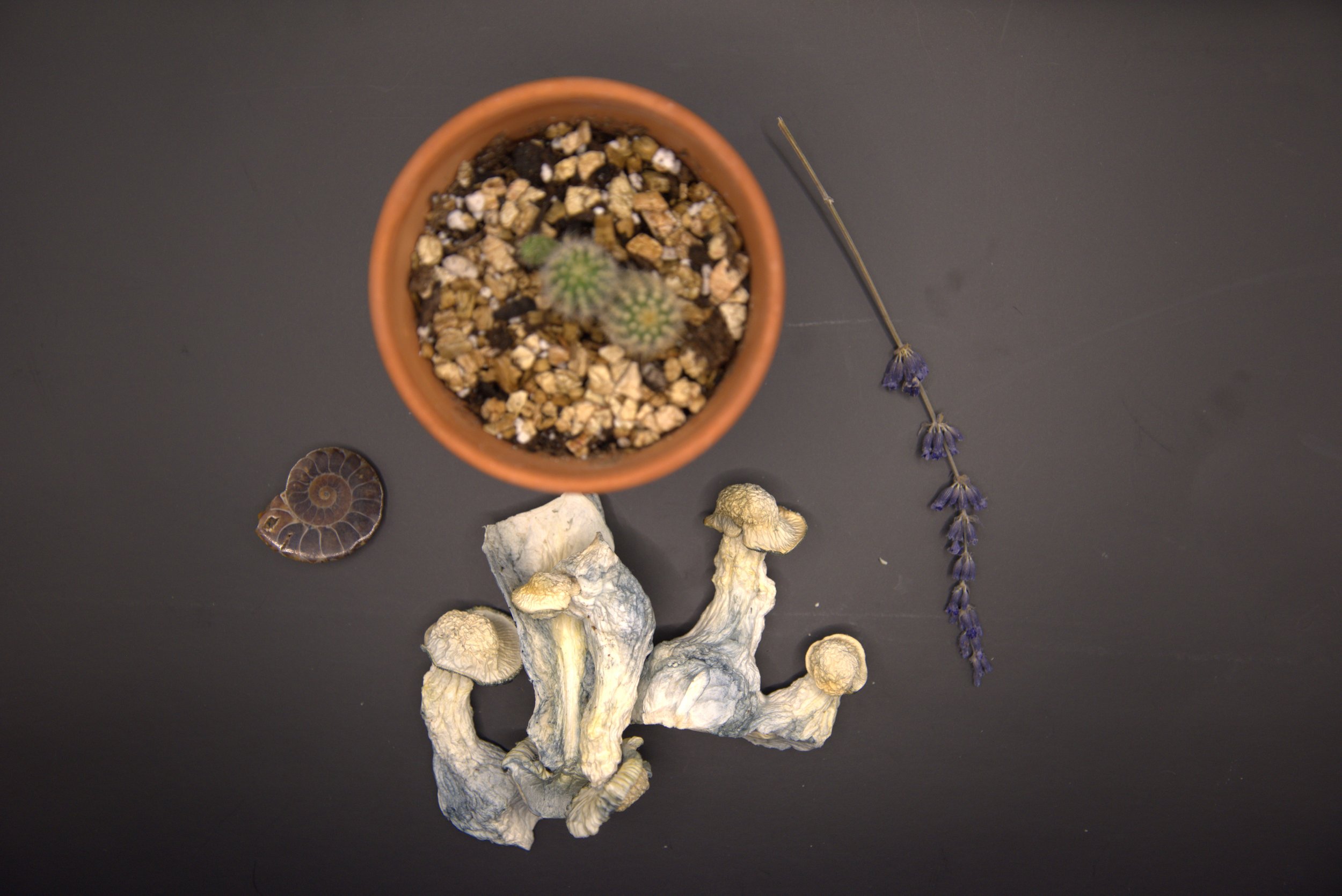 What Psychedelics Do to the Brain