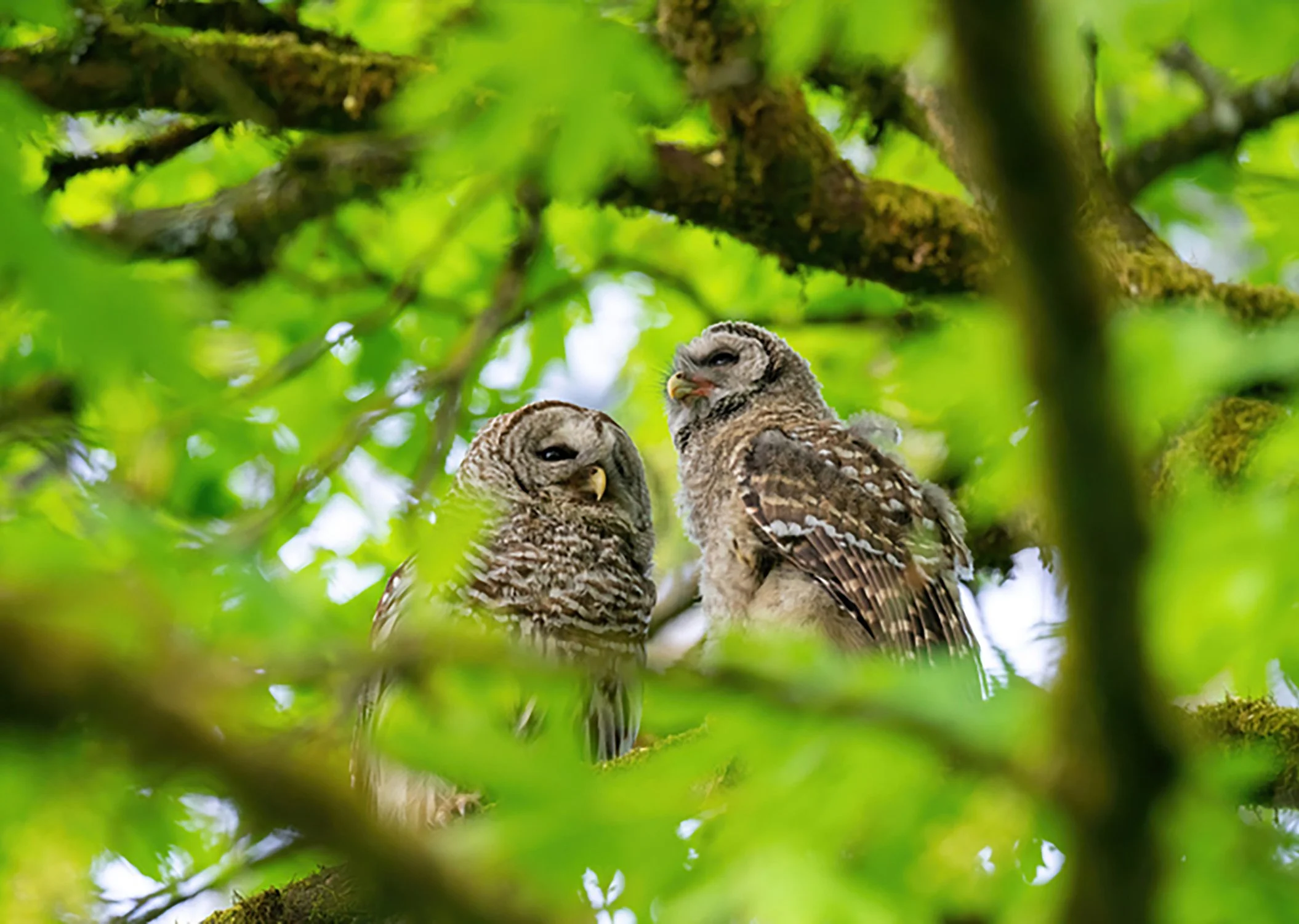 Owls iStock-1222511995.jpg