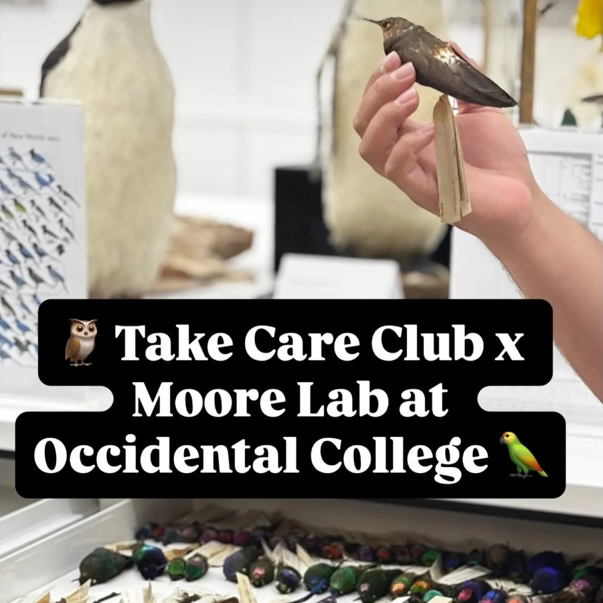 Thank you to the Moore Lab at Occidental College for welcoming Take Care Club to tour its extensive collection of birds to learn about bird diversity, ecological and evolutionary processes, and how we can protect birds on our changing planet. Shout o